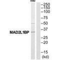 Western blot analysis of extracts from K562 cells, using MAD2L1BP antibody.