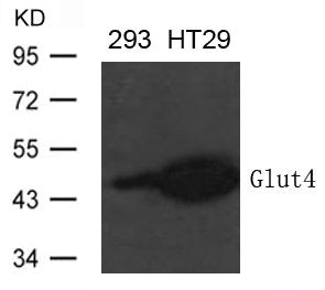 Western blot analysis of extract from 293 and HT-29 cells  using Glut4 Antibody