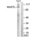 Western blot analysis of extracts from HepG2 cells, using MASTL antibody.