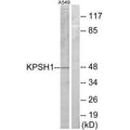 Western blot analysis of extracts from A549 cells, using KPSH1 antibody.
