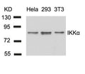 Western blot analysis of extracts from Hela, 293 and 3T3 cells using IKK a(Ab-23) Antibody.