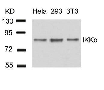 Western blot analysis of extracts from Hela, 293 and 3T3 cells using IKK a(Ab-23) Antibody.