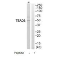 Western blot analysis of extracts from Jurkat cells, using TEAD3 antibody.
