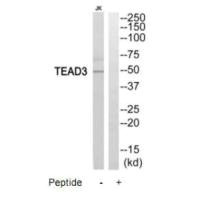 Western blot analysis of extracts from Jurkat cells, using TEAD3 antibody.