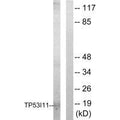 Western blot analysis of extracts from HUVEC cells, using TP53I11 antibody.