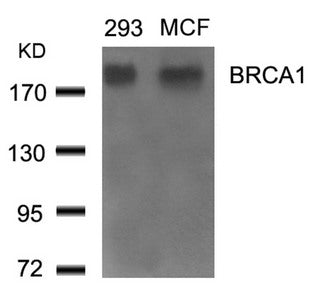 Western blot analysis of extracts from 293 and MCF cells using BRCA1(Ab-1524) Antibody.
