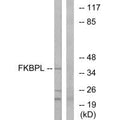 Western blot analysis of extracts from Jurkat cells, using FKBPL antibody.