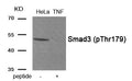 Western blot analysis of extracts from HeLa cells treated with TNF using Phospho-Smad3 (Thr179) antibody.The lane on the right is treated with the antigen-specific peptide.