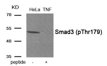 Western blot analysis of extracts from HeLa cells treated with TNF using Phospho-Smad3 (Thr179) antibody.The lane on the right is treated with the antigen-specific peptide.
