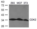 Western blot analysis of extracts from 293, MCF, 3T3 cells using CDK2(Ab-160) Antibody.