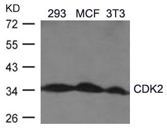 Western blot analysis of extracts from 293, MCF, 3T3 cells using CDK2(Ab-160) Antibody.