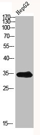 Western blot analysis of HepG2 using ASAH3 antibody.. Secondary antibody  was diluted at 1:20000