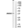 Western blot analysis of extracts from 293 cells, using ANXA1 (Ab-21) antibody.