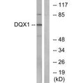 Western blot analysis of extracts from COS-7 cells, using DQX1 antibody.