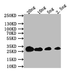 Western Blot
Positive WB detected in: recombinant protein
All lanes: acrB Antibody at 1:1000
Secondary
Goat polyclonal to rabbit IgG at 1/50000 dilution
Predicted band size: 30 kDa
Observed band size: 30 kDa