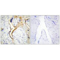 Immunohistochemistry analysis of paraffin-embedded human placenta tissue using CKI-ε antibody.