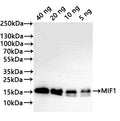 Western Blot
Positive WB detected in: recombinant protein
All lanes:MIF1 Antibody at 1:1000
Secondary
Goat polyclonal to rabbit IgG at 1/20000 dilution
Predicted band size: 17.8 kDa
Observed band size: 17 kDa
