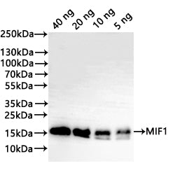 Western Blot
Positive WB detected in: recombinant protein
All lanes:MIF1 Antibody at 1:1000
Secondary
Goat polyclonal to rabbit IgG at 1/20000 dilution
Predicted band size: 17.8 kDa
Observed band size: 17 kDa