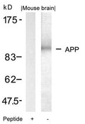 Western blot analysis of extracts from mouse brain tissue using APP(Ab-668) Antibody and the same antibody preincubated with blocking peptide.