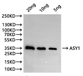 Western Blot
Positive WB detected in: recombinant protein
All lanes:ASY1 Antibody at 1:1000
Secondary
Goat polyclonal to rabbit IgG at 1/20000 dilution
Predicted band size: 32.5 kDa
Observed band size: 32.5 kDa
