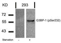 Western blot analysis of extracts from 293 cells untreated or treated with starvation using G3BP-1(Phospho-Ser232) Antibody.