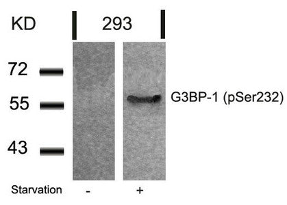 Western blot analysis of extracts from 293 cells untreated or treated with starvation using G3BP-1(Phospho-Ser232) Antibody.