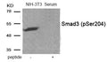 Western blot analysis of extracts from NIH-3T3 cells treated with Serum using Phospho-Smad3 (Ser204) antibody.The lane on the right is treated with the antigen-specific peptide.