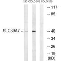 Western blot analysis of extracts from 293 cells and COLO cells, using SLC39A7 antibody.
