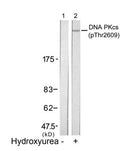 Western blot analysis of extracts from K562 cells untreated(lane 1) or treated with hydroxyurea(lane 2) using DNA PKcs(Phospho-Thr2609) antibody.