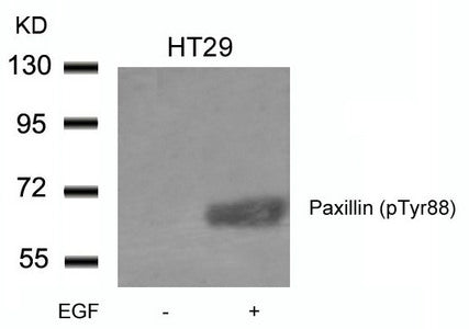 Western blot analysis of extracts from HT29 cells untreated or treated with EGF using Paxillin(phospho-Tyr88) Antibody.