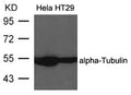 Western blot analysis of extracts from Hela and HT29 cells using alpha-Tubulin Antibody .