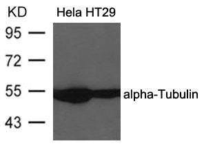 Western blot analysis of extracts from Hela and HT29 cells using alpha-Tubulin Antibody .