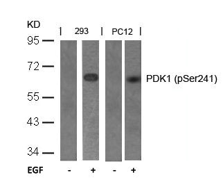 Western blot analysis of extracts from 293 and PC12 cells untreated or treated with EGF using PDK1(Phospho-Ser241) Antibody.