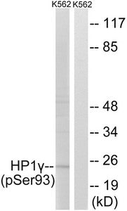 Western blot analysis of extracts from K562 cells treated with forskolin using HP1γ (Phospho-Ser93) Antibody.The lane on the right is treated with the antigen-specific peptide.