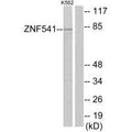 Western blot analysis of extracts from K562 cells, using ZNF541 antibody.