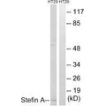 Western blot analysis of extracts from A549 cells, using Stefin A antibody.