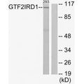 Western blot analysis of extracts from 293 cells, using GTF2IRD1 antibody.