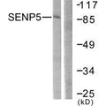 Western blot analysis of extracts from COS7 cells, using SENP5 antibody.