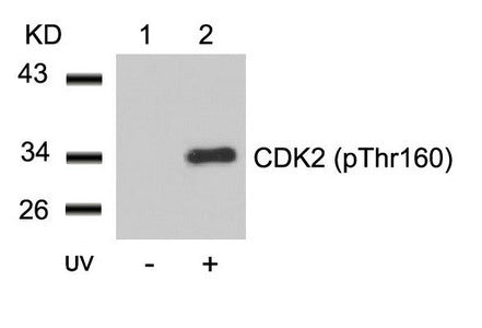 Western blot analysis of extracts from Hela cells untreated(lane 1) or treated with UV(lane 2) using CDK2(Phospho-Thr160) Antibody .