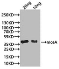 Western Blot
Positive WB detected in: recombinant protein
All lanes:mceA Antibody at 1:1000
Secondary
Goat polyclonal to rabbit IgG at 1/20000 dilution
Predicted band size: 34 kDa
Observed band size: 34 kDa