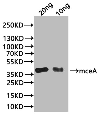 Western Blot
Positive WB detected in: recombinant protein
All lanes:mceA Antibody at 1:1000
Secondary
Goat polyclonal to rabbit IgG at 1/20000 dilution
Predicted band size: 34 kDa
Observed band size: 34 kDa