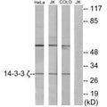 Western blot analysis of extracts from HeLa cells, Jurkat cells and COLO cells, using 14-3-3 ζ antibody.