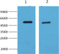 Western blot analysis of Hela cell lysate, using diluted at 1:2,000 (lane 1) and 1:5,000 (lane 2).