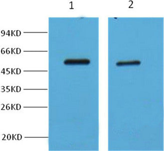 Western blot analysis of Hela cell lysate, using diluted at 1:2,000 (lane 1) and 1:5,000 (lane 2).