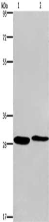 Gel: 8%SDS-PAGE, Lysate: 40 ug, Lane 1-2: Hela cells, 293T cells, Primary antibody: CSB-PA913267(CPSF4 Antibody) at dilution 1/400, Secondary antibody: Goat anti rabbit IgG at 1/8000 dilution, Exposure time: 2 minutes