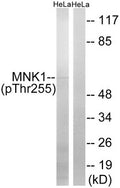 Western blot analysis of extracts from HeLa cells, treated with Adriamycin (0.5ug/ml, 24hours), using MNK1 (Phospho-Thr255) antibody. The lane on the right is treated with the synthesized peptide.