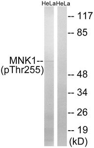 Western blot analysis of extracts from HeLa cells, treated with Adriamycin (0.5ug/ml, 24hours), using MNK1 (Phospho-Thr255) antibody. The lane on the right is treated with the synthesized peptide.