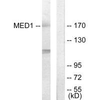Western blot analysis of extracts from Jurkat cells, using MED1 antibody.