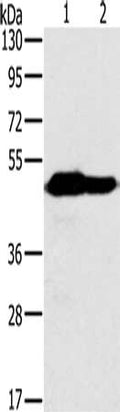 Gel: 8%SDS-PAGE, Lysate: 40 ug, Lane 1-2: Mouse heart tissue, Mouse brain tissue, Primary antibody: CSB-PA914526(NDUFV1 Antibody) at dilution 1/500, Secondary antibody: Goat anti rabbit IgG at 1/8000 dilution, Exposure time: 30 seconds