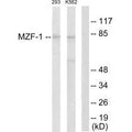 Western blot analysis of extracts from 293 cells and K562 cells, using MZF-1 antibody.